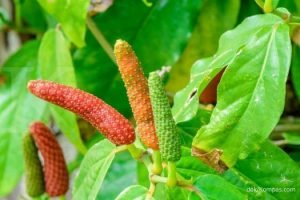 Manfaat Cabai Jawa Buat Penderita Penyakit Asam Urat Tinggi