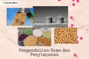 Ini Dia Cara Mencegah Hama Kutu Kopi yang Mengganggu