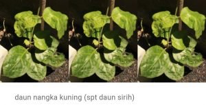 Daun Nangka Kuning, Obat Tradisional Penyakit Kuning,Lever,Hepatitis