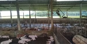 Ternak Babi di Desa Sidowaluyo Diduga Sengaja Tidak Memasang Pelang CV atau PT