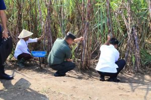 Panglima TNI Kawal Langsung Panen Tebu Untuk Swasembada Gula Nasional